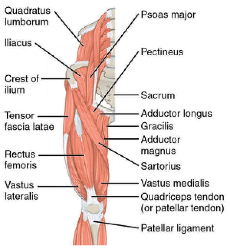 Hip Flexors
