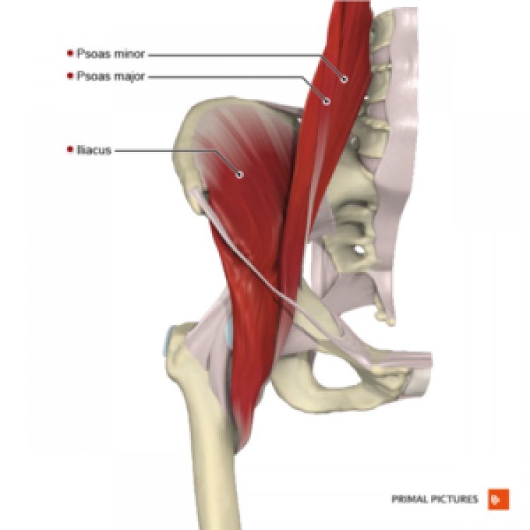 Hip Flexors